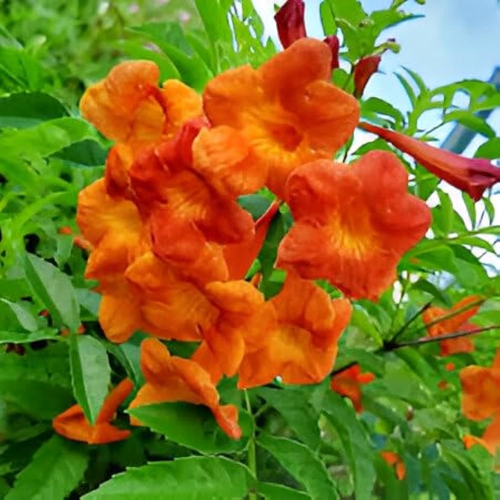 Trompetan Flower Seeds for Easy Planting