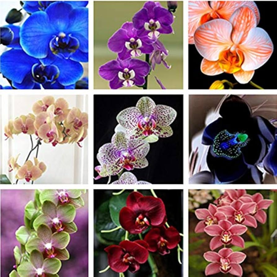Heirloom Phalaenopsis Orchid Flower seeds for Planting Cottage Garden Essential Heirloom & GMO Free Seeds for Home Garde