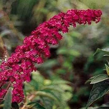 Dark Pink Buddleia Butterfly Bush Flower seeds for Planting - Long Bloom Season, Heirloom & GMO Free Seeds for Home Garden
Sale for planting in home garden.