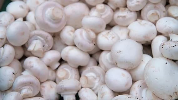 Mushroom Plant Rungia klossii Seeds for Planting in Herb Garden