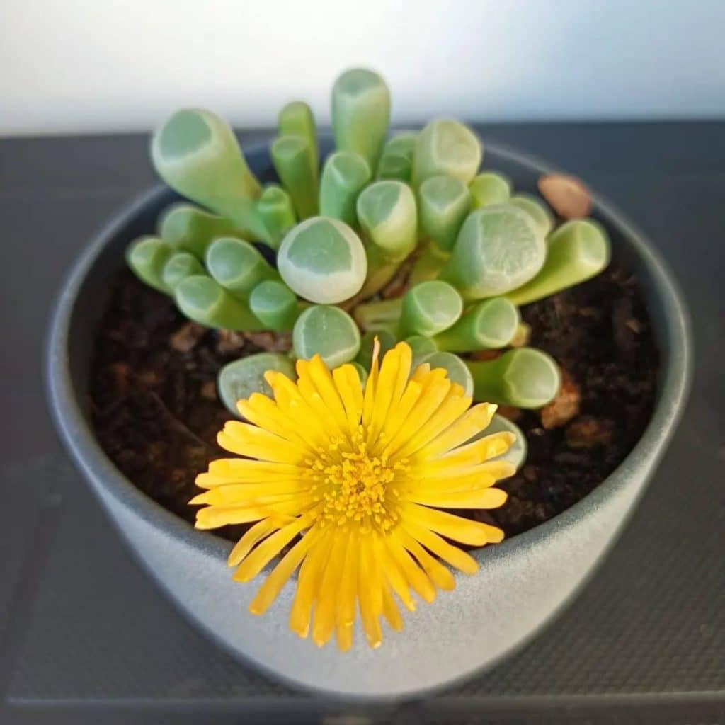 Heirloom Baby Toes Succulent Flower seeds blooming in flower beds, containers, borders, and pollinator-friendly gardens