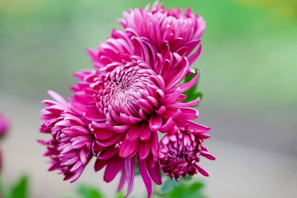Pink Chrysanthemum Flower Seeds