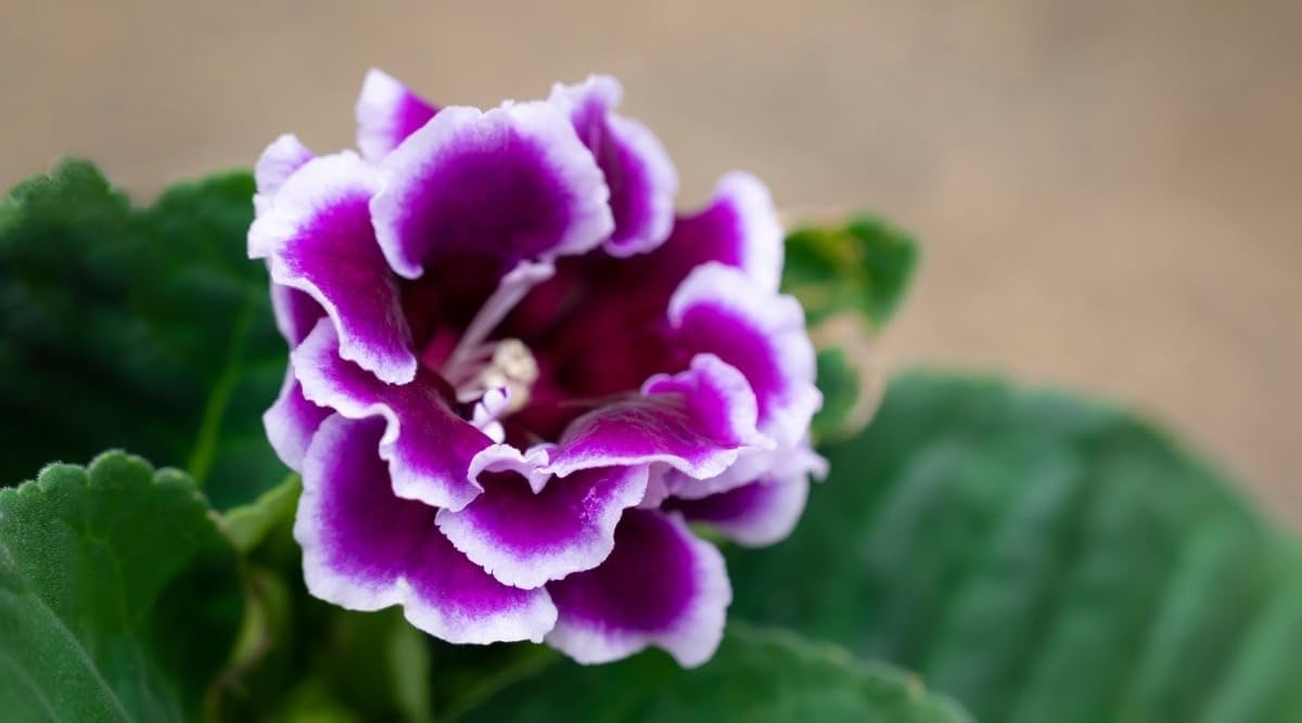 Deep Blue Phalaenopsis Orchid Seeds Pollinator Friendly Heirloom & GMO Free Seeds for Home Garden
Sale for planting in home garden
