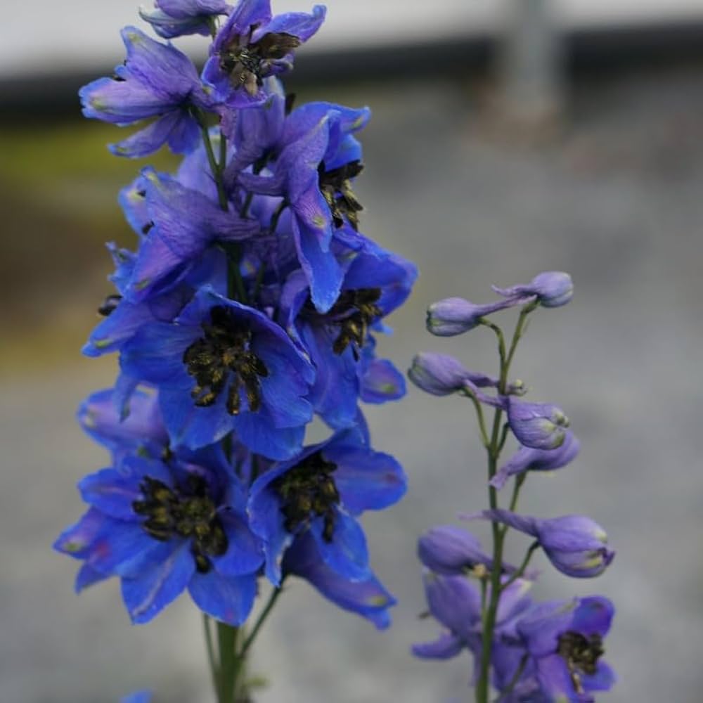 Butterfly mix Delphinium flower seeds for planting