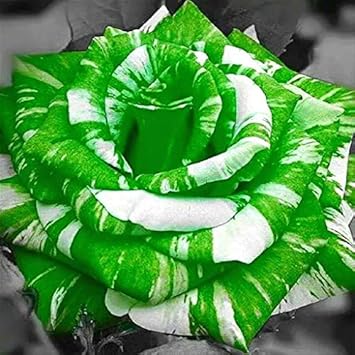 Green White Rose Flower Seeds for Planting, Heirloom Non-GMO, High Germination Organic Garden Seeds
Sale seeds for home garden