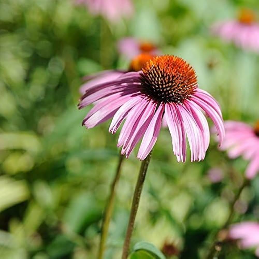 Coneflower Echinacea Seeds for Planting flower bed home garden