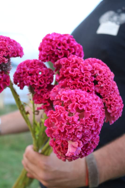 Celosia Century Rose Seeds for Planting Flower Beds and Summer Borders