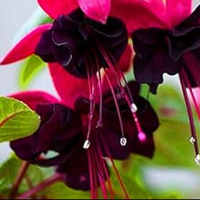 Double Petals Fuchsia Flower seeds for Planting - Cut Flower Favorite, Heirloom & GMO Free Seeds for Home Garden
Sale seeds for home garden