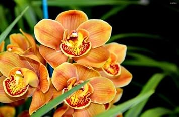 Orange Butterfly Orchid Flower seeds blooming in flower beds, containers, borders, and pollinator-friendly gardens