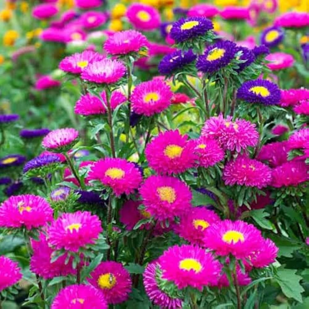 Aster Flower seeds for Planting, Easy to Grow Heirloom & GMO Free Seeds for Home Garden
