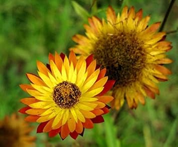 Yellow Orange Straw Flower seeds for Planting - Cottage Garden Essential, Heirloom & GMO Free Seeds for Home Garden
Sale seeds for planting in home garden