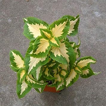 Multi Simsii Bonsai Seeds for Planting Low Maintenance Heirloom & GMO Free Seeds for Home Garden
Sale for planting in home garden