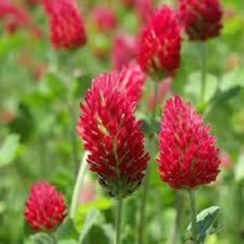 Red Clover Flower seeds blooming in flower beds, containers, borders, and pollinator-friendly gardens