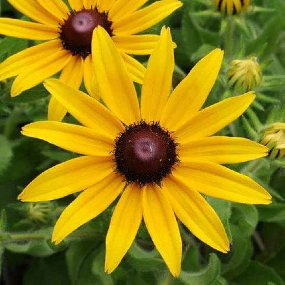 Rudbeckia Flower seeds for Planting - Shade Tolerant, Heirloom & GMO Free Seeds for Home Garden
Sale for planting in home garden.
