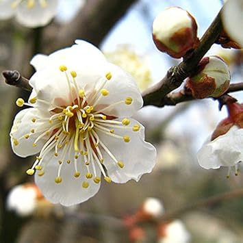 White Philadelphus Flower seeds for Planting - Hardy Variety, Heirloom & GMO Free Seeds for Home Garden
Sale seeds for planting in home garden