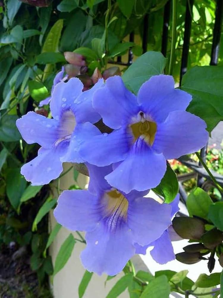 Thunbergia Grandiflora Alba Blue Sky Vine Thunbergia grandiflora Seeds for Planting in Trellis Garden