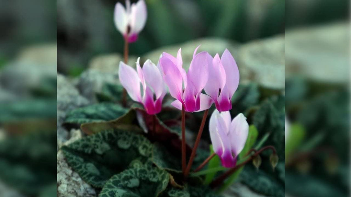 Lavender Cyclamen Flower seeds for Planting - Fragrant Blossoms, Heirloom & GMO Free Seeds for Home Garden
Sale seeds for planting in home garden