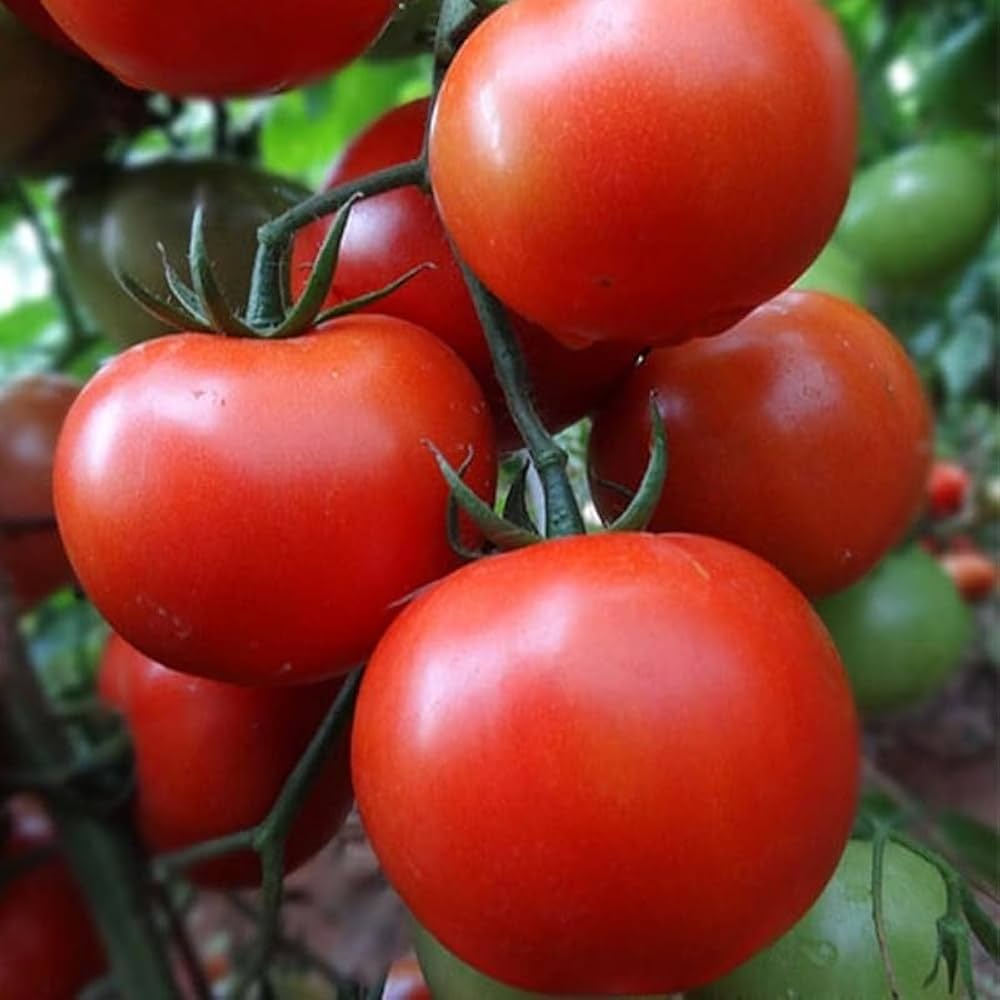 Bella Rosa Vffna Tomato Solanum lycopersicum Seeds for Planting in Vegetable Patch