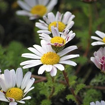 Anacyclus Pyrethrum Flower seeds for Planting - Garden Favorite, Heirloom & GMO Free Seeds for Home Garden
Sale for planting in home garden.