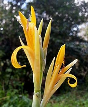 Yellow Achira Flower seeds for Planting - Wildflower Mix, Heirloom & GMO Free Seeds for Home Garden
Sale for planting in home garden.