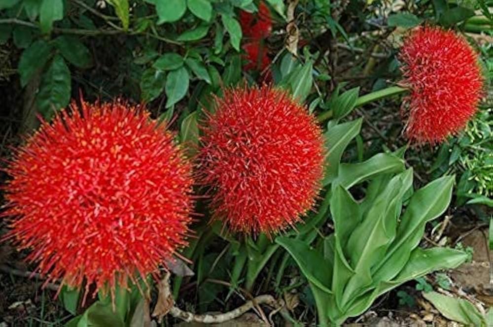 Red Greyia Sutherlandii Flower seeds for Planting - Long Bloom Season, Heirloom & GMO Free Seeds for Home Garden
