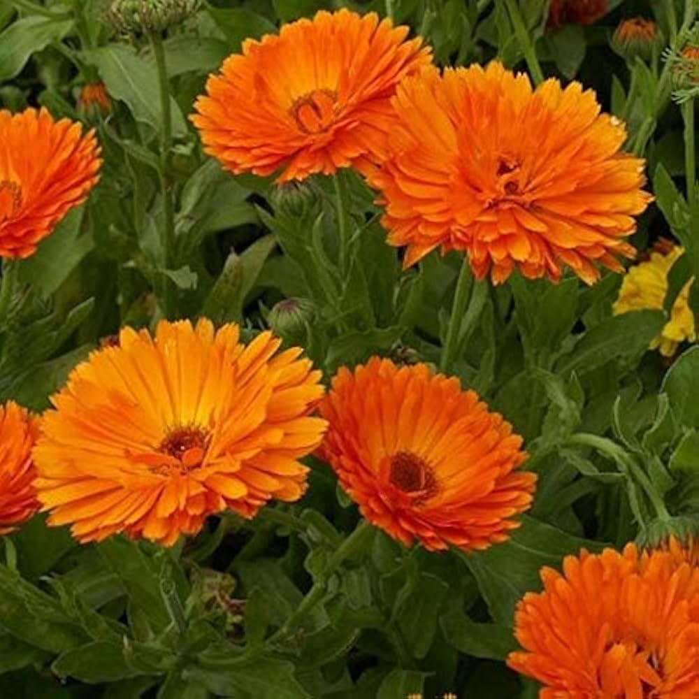 Red Calendula Flower seeds for Planting - Colorful Display, Heirloom & GMO Free Seeds for Home Garden
Sale seeds for planting in home garden