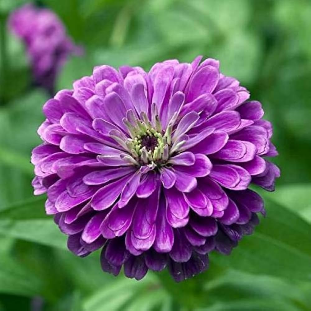 Deep Purple Zinnia Flower seeds blooming in flower beds, containers, borders, and pollinator-friendly gardens
