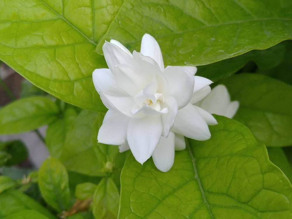 Jasmine Seeds for Planting Jasminum spp. for gardens and landscaping