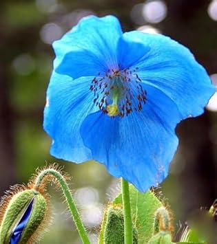 Fresh Meconopsis Flower seeds blooming in flower beds, containers, borders, and pollinator-friendly gardens
