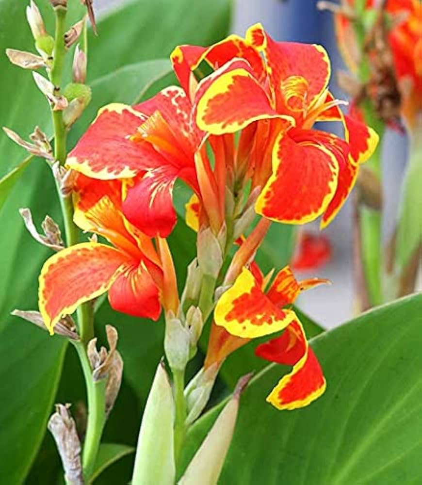 Canna Lily Flower seeds for Planting - Shade Tolerant, Heirloom & GMO Free Seeds for Home Garden
Sale
