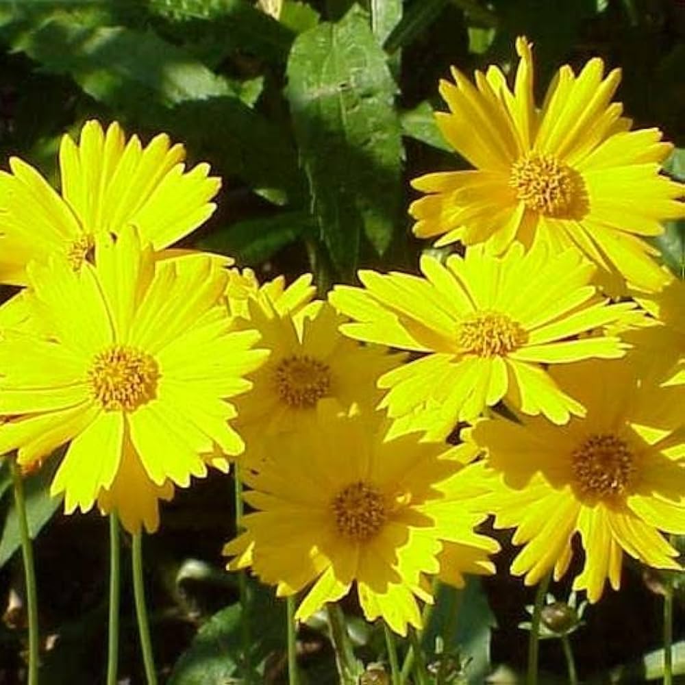 EvergrowSeeds lanceleaf coreopsis flower seeds for planting in flower beds, showing small seed packages with colorful flower illustrations.
