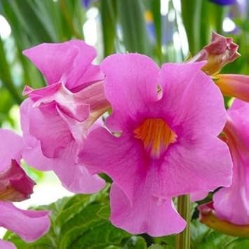 Pink Incarvillea Flower seeds blooming in flower beds, containers, borders, and pollinator-friendly gardens