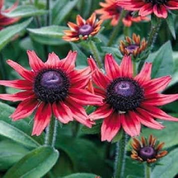 Red Rudbeckia Flower seeds for Planting - Compact Growth, Heirloom & GMO Free Seeds for Home Garden
Sale for planting in home garden