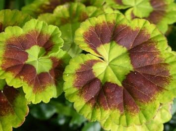 Green Geranium Flower seeds for Planting - Colorful Display, Heirloom & GMO Free Seeds for Home Garden
Sale seeds for planting in home garden