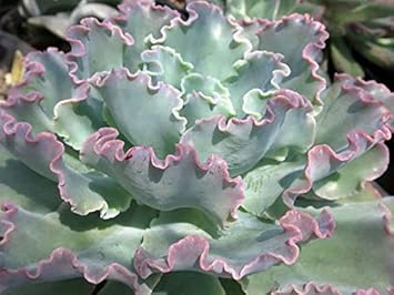 Grey Succulent Flower seeds for Planting Drought Tolerant Heirloom & GMO Free Seeds for Home Garden
Sale for planting in home garden