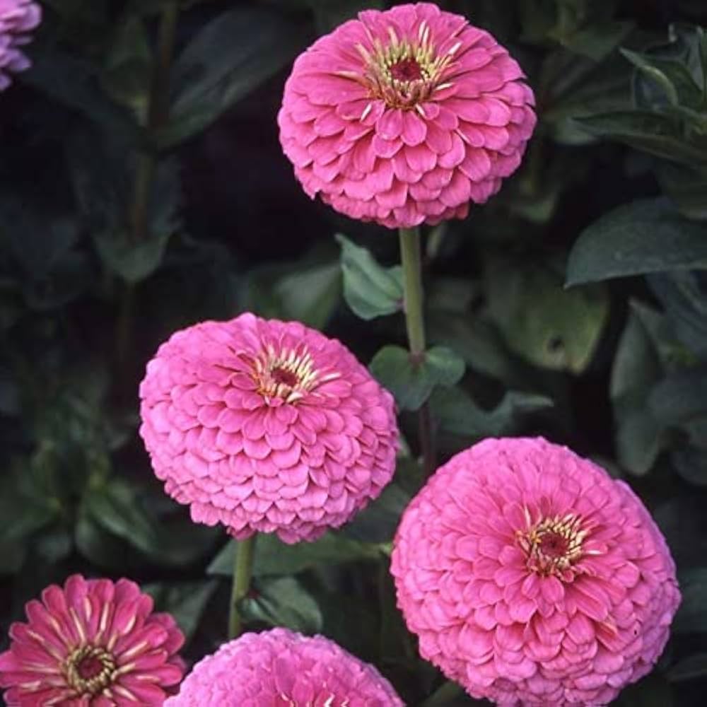 Zinnia Flower seeds for Planting - Perfect for Borders, Heirloom & GMO Free Seeds for Home Garden