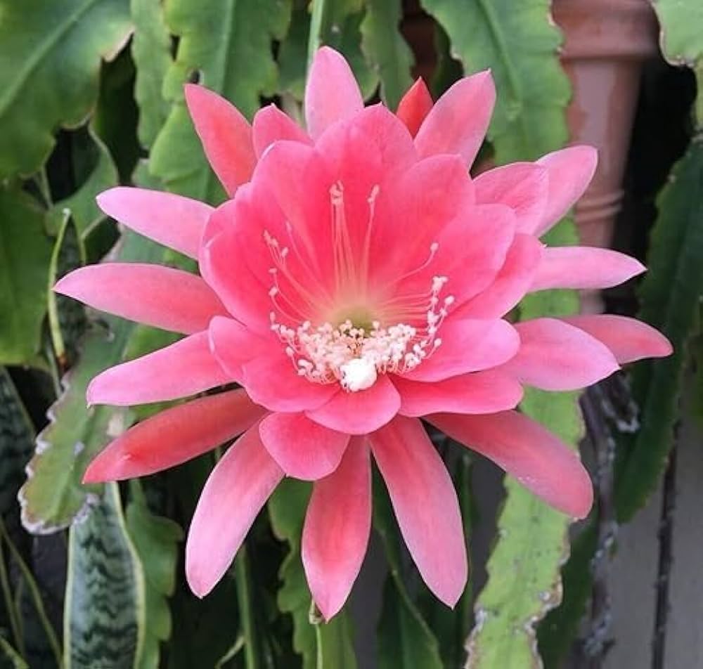 Yellow Epiphyllum Flower Planting Seeds