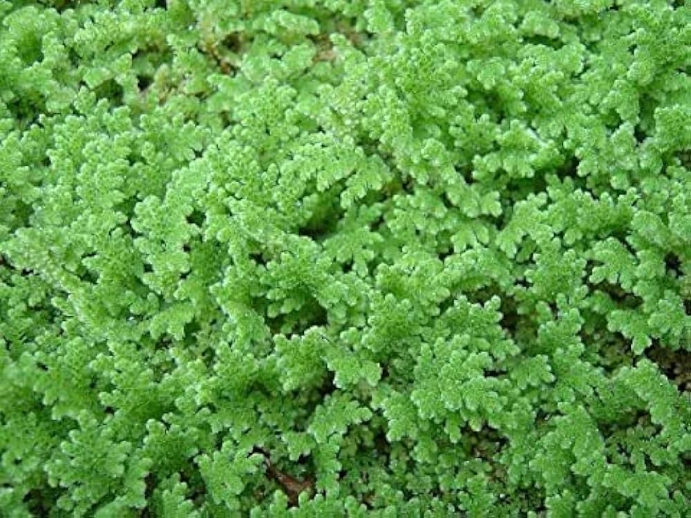Gray Crested Fern Flower seeds for Planting - Premium Quality, Heirloom & GMO Free Seeds for Home Garden
Sale for planting in home garden.