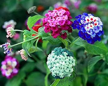 Lantana Mix Flower seeds for Planting - Easy to Grow, Heirloom & GMO Free Seeds for Home Garden
Sale seeds for home garden