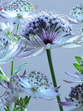 Blue Astrantia Flower seeds for Planting - Pollinator Friendly, Heirloom & GMO Free Seeds for Home Garden
Sale for planting in home garden.
