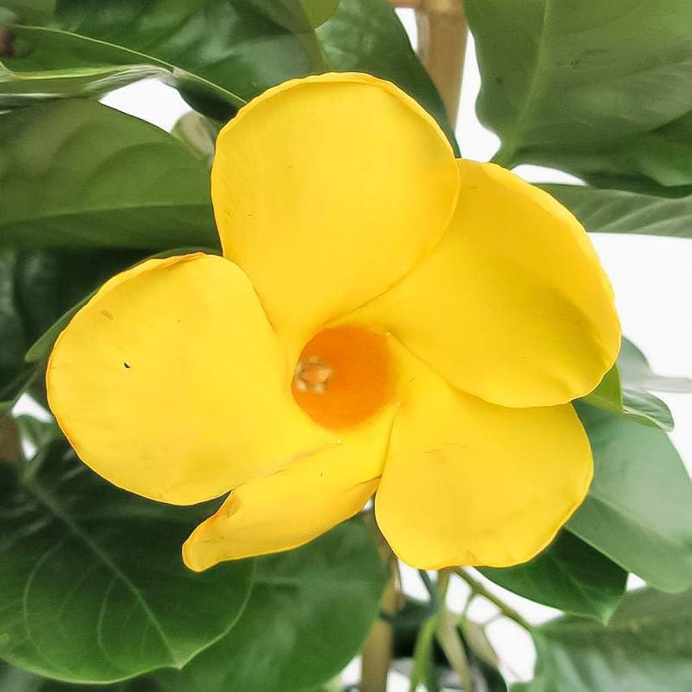 Mandevilla Sanderi Mandevilla sanderi Seeds for Planting in Climbing Garden