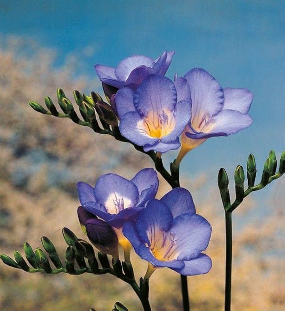 Lavender Freesia Flower seeds for Planting - Pollinator Friendly, Heirloom & GMO Free Seeds for Home Garden