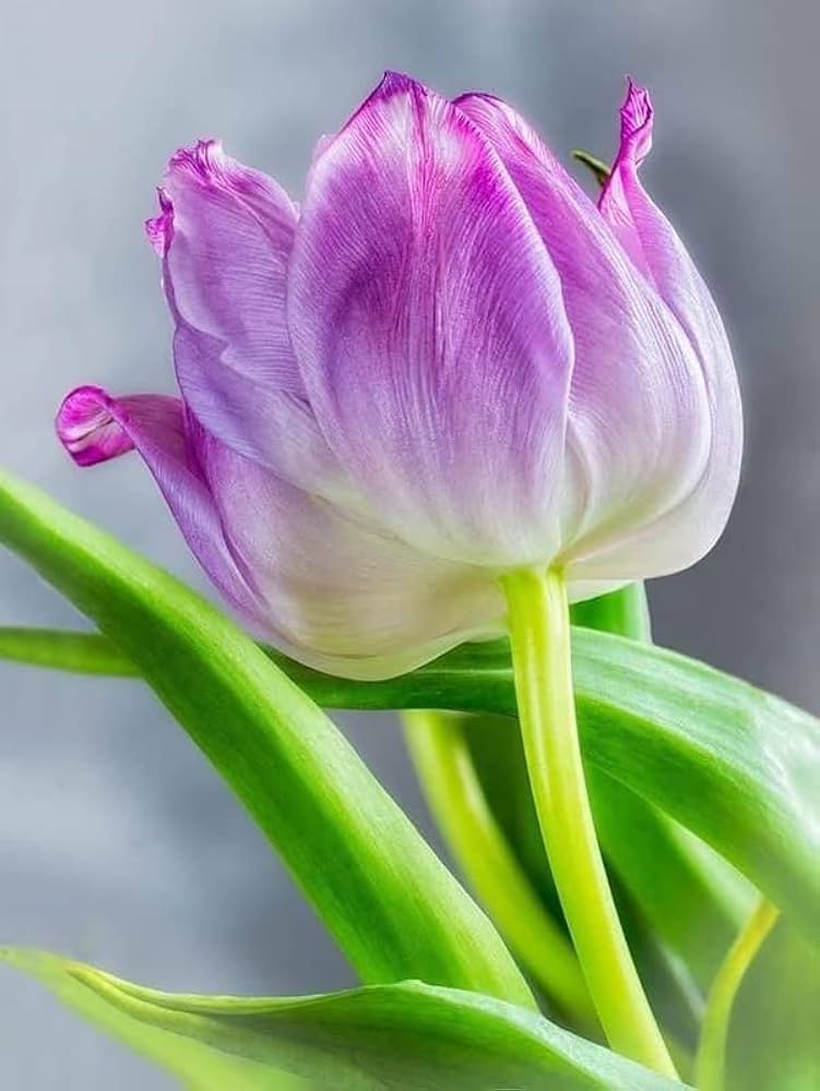 Purple and White Double Tulip Tulipa Gesneriana Seeds for Planting - Beautiful Blooms for Flower Bed & Urban Garden