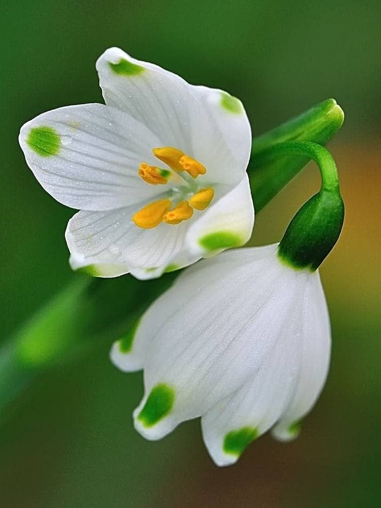 Snowdrop Bulbs Flower seeds for Planting - Fragrant Blossoms, Heirloom & GMO Free Seeds for Home Garden