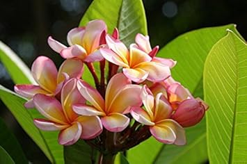 Pink & Yellow Egg Flower seeds for Planting - Low Maintenance, Heirloom & GMO Free Seeds for Home Garden
Sale for planting in home garden.