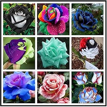 Mixed Rose Rainbow Bonsai seeds for Planting - Low Maintenance, Heirloom & GMO Free Seeds for Home Garden
Sale seeds for home garden