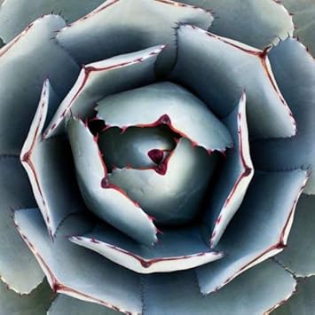 Green Agave Parryi Flower seeds for Planting - Premium Quality, Heirloom & GMO Free Seeds for Home Garden
Sale seeds for home garden