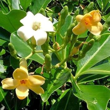 Pua Kenikeni Perfume Flower Seeds – Heirloom Non-GMO Fragrant Blooms for Garden Planting
Sale seeds for home garden