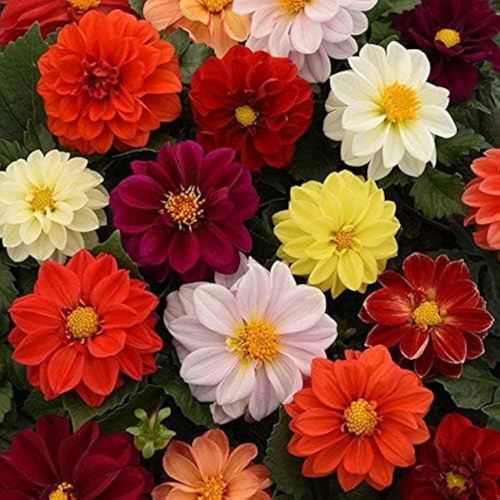 Multi-Color Dahlia Flower Seeds for Planting Mixed
