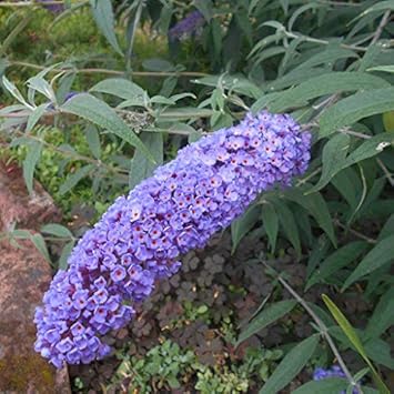 Light Green Orchid Flower Seeds for Planting – Easy to Grow Heirloom & NonGMO Seeds for Home Garden
Sale for planting in home garden